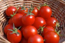 Grade- A Solid Fresh Tomato For Export-.