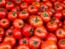 fresh -healthy -pickled- green tomatoes in hot -sales Fresh Green Tomatoes