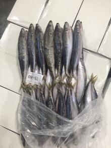 Frozen  Whole   Round   Scad  Fish