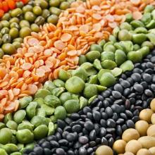 Red Lentils Masoor Dal Pulses Green Lentil Green/Red/Black/Brown/Split