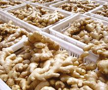 Fresh  ginger  export to  dubai  market, Asian market,  ginger  factory