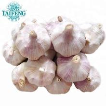 Fresh Solo garlic single clove garlic factory directly supply