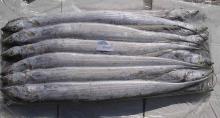 Frozen Ribbon fish