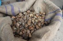  Cashew  nuts