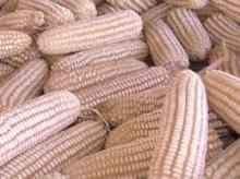 Non GMO White Maize / White Corn