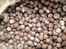 Dried Betel Nuts / Betel Nuts / Slice Betel Nuts