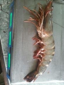 Giant tiger prawns
