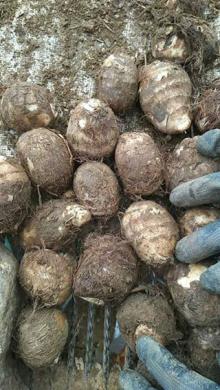 fresh taro