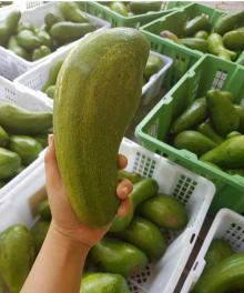 Fresh Avocados