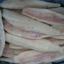 Fresh frozen  pollock   fillet ,