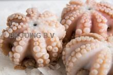 Baby Octopus,