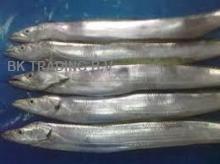 Fresh/Frozen Ribbon Fish,m