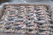 Blue  Swimming   crab ,