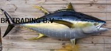 sushi fresh frozen yellowfin tuna price spec: skinless, boneless, dark meat removed size: 5-12lbs,
