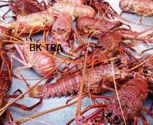 Panulirus Argus -  Spiny   Lobster s,