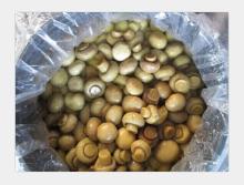 WHOLE Mushroom in Chemical in Drum Canned Vegetable