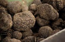 Black Truffle / White Truffle