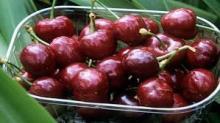 Fresh Sweet Cherry