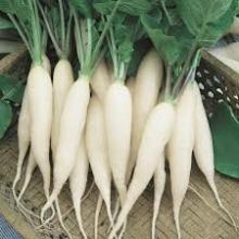 Fresh White Radish