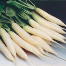 White Radish