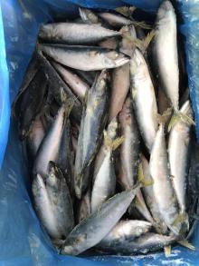 frozen pacific mackerel I.Q.F.