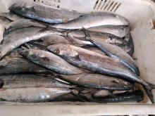 Spanish mackerel I.Q.F.1-2kg
