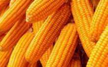 Dried  Yellow   Corn 