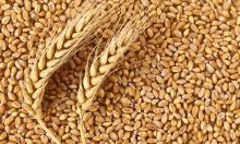 Wheat grain