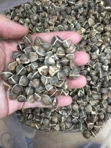 Moringa Seeds, Leaves and Powder