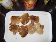 canned abalone mushroom, Greecan brand or buyer's brand