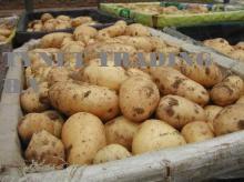 Fresh holland potatoes,