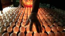 Farm Fresh Chicken Table Eggs,White Chicken Eggs, Brown Chicken Eggs