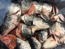 Salmon Head Pink Salmon Heads Frozen Fresh September 2018