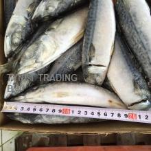 Frozen   Mackerel   Fish /Pacific  Mackerel /Scomber Japonicus,