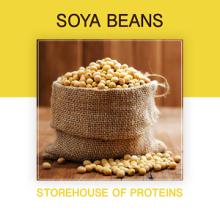 Soybean