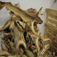 100% DRY STOCK FISH FROM NORWAY/ GREECE/ AUSTRALIA