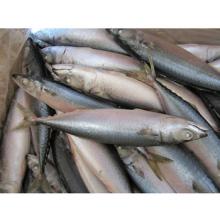competitive products frozen pacific mackerel fish