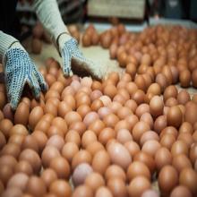 fresh chiken eggs