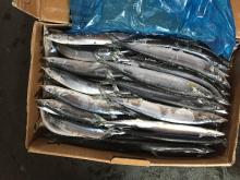  frozen   pacific   saury 