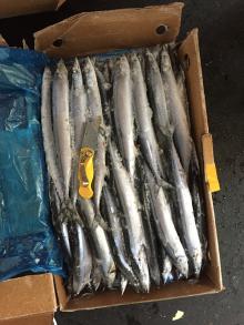 frozen pacific saury No.2