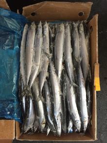 frozen pacific saury No.3