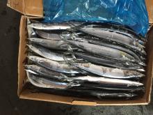 frozen pacific saury seafrozen