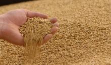 Food Wheat #2 CIF China