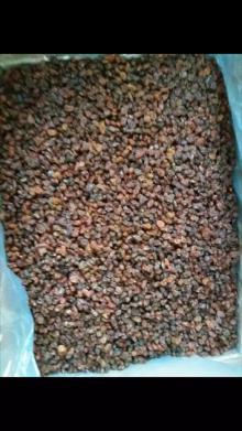 SULTANAS / THOMPSONS OF UZBEKISTAN