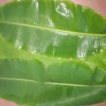  Banana   leaf 