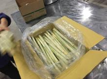 Wholesale Fresh Sweet Sugarcane 1/8 Cutting