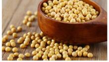 High quality organic soybeans with low price