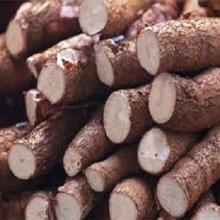 FRESH CASSAVA TUBERS and SWEET TAPIOCA FRESH CASSAVA