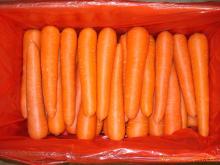 High quality  Organic   fresh   carrot 