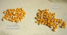 Wholesale Top Quality Mushroom and Butterfly Pop Corn Seeds Kernels